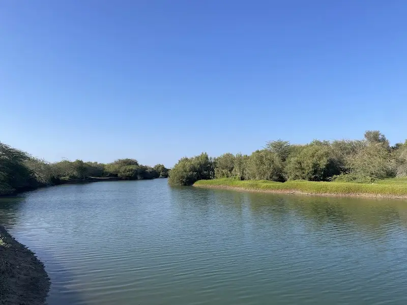 Mangroves at Skaykirah Area
