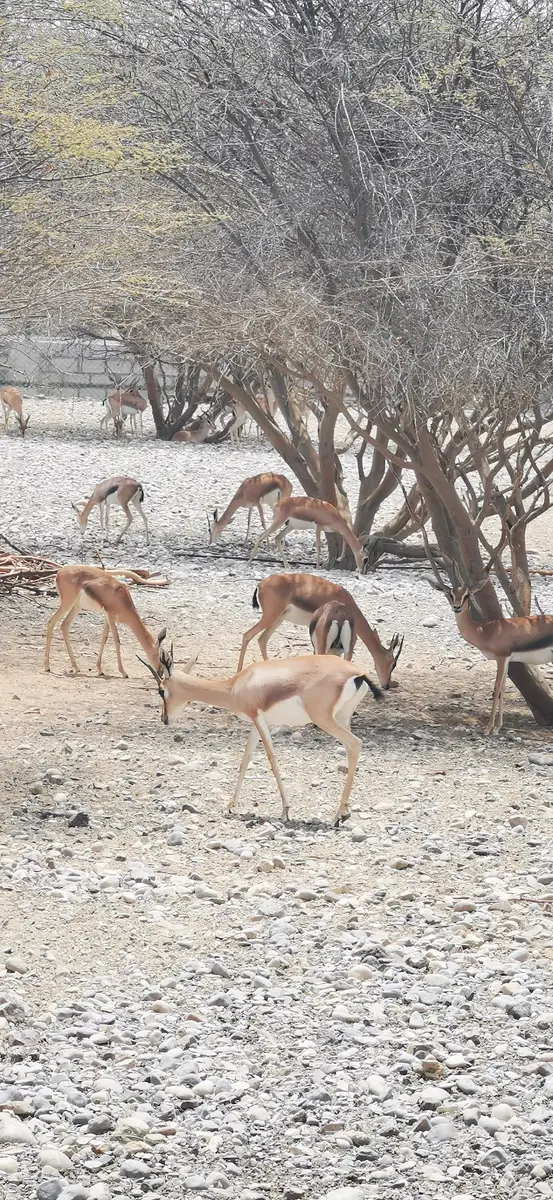 As Sulayl Natural Sanctuary