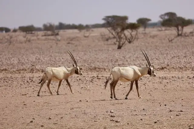 محمية الكائنات الحية والحياة الفطرية