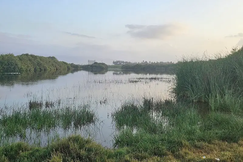 خور عوقد